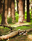 Gruppe gebastelter Pilze auf dem sonnigen Waldboden
