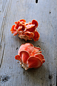 Fresh pink oyster mushrooms on a wooden surface