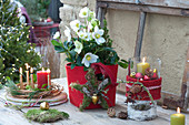 Christmas rose in red felt-pot as table decoration