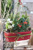Basket with Christmas rose and Skimmie suspended as a traffic light