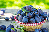 Blue and violet plums in the garden on wooden table