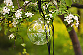 Glaskugel am blühenden Kirschbaum