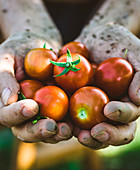 Farmers hands with freshly harvested tomatoes