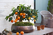 Calamondine und Kumquat in kupferfarbener Schale