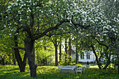 Blühende Obstbäume im Garten, im Hintergrund weißes Landhaus