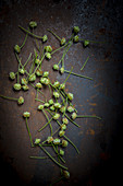 Aztec sweet herb (Lippia dulcis) blossoms on a metal background