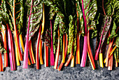 Freshly picked rainbow chard with multicoloured stems