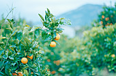 Portuguese oranges growing on a tree (Algarve region)