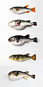 Fünf verschiedene Fugus (Kugelfische) auf weißem Untergrund