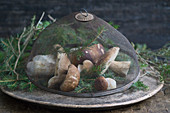 Fresh mushrooms under a mesh cover