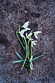 Several snowdrops on rough stone surface