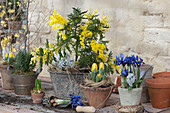 Blühende Akazie mit Tulpen und Iris