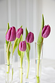 Single tulips in glass tubes