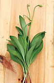Mountain garlic (Allium victorialis)