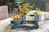 Flowering branches of cornelian cherry as barbara branches