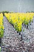 Jurakalkböden passen ideal zu Chardonnay
