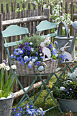 Korb mit Strahlen-Anemonen, Hyazinthen und Thymian auf Stuhl im Garten