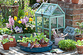 Frühlings-Arrangement mit Salat Jungpflanzen und Blumen