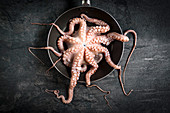 Raw and cleaned octopus ready for preparing