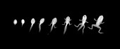 Frog metamorphosis, X-ray