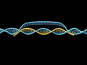 Gene editing complex, illustration