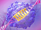 CRISPR-Cas9 gene editing, illustration
