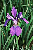 Siberian iris (Iris sibirica)