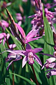 Hyacinth orchid (Bletilla striata)