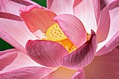 Sacred lotus (Nelumbo nucifera)