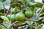 Bergamot orange (Citrus bergamia)