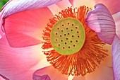 Sacred lotus flower (Nelumbo nucifera)