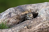 Little owl at a nesting site