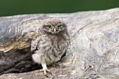Little owl chick