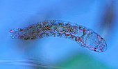 Fly larva, light micrograph