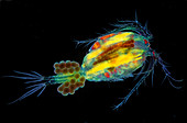 Cyclops copepod with eggs, light micrograph