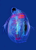 Ceriodaphnia water flea, light micrograph