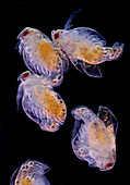 Newly born water fleas, light micrograph