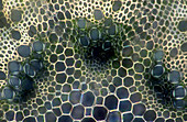 Urtica plant vascular bundles, light micrograph