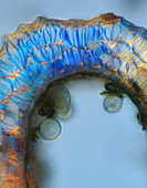 Lilium anther, light micrograph