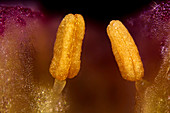 Spurge laurel anthers, light micrograph