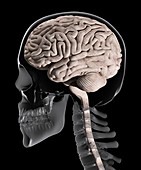 Brain and skull anatomy, illustration