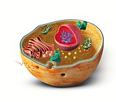 Animal cell structure, illustration