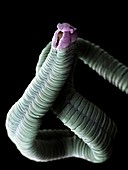 Tapeworm, SEM