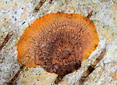 Wrinkled crust fungus