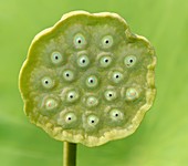 Indian lotus seed head