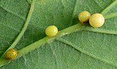 Red pea galls on oak leaf