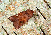 Ear moth