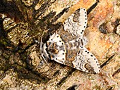 Sallow kitten moth