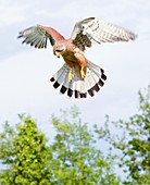 Common kestrel hovering