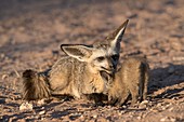 Bat-eared fox adult with pup